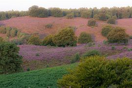 kleurenpalet van de heide van Tania Perneel