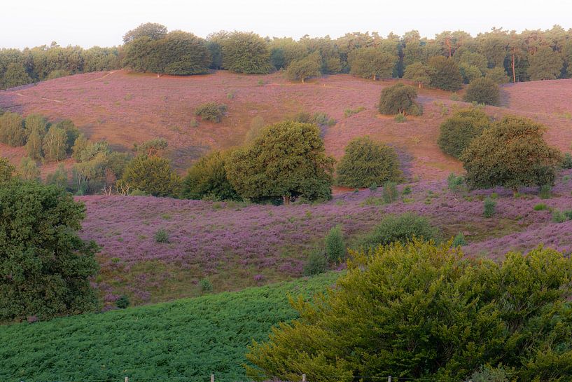 color palette of the heather by Tania Perneel