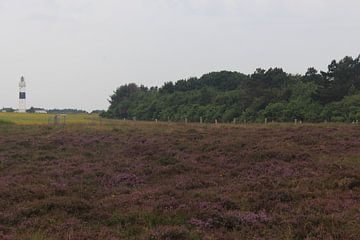 Braderuper Heide mit Leuchtturm bei Kampen auf Sylt