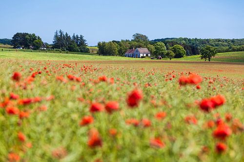 Corn poppy on the island of Møn in Denmark by Werner Dieterich