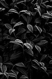 Feuilles mûres Contraste graphique en noir et blanc sur Femke Ketelaar