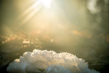 Haar Eis oder Frost Bart auf einem Stück totem Holz in einem Wald von Sjoerd van der Wal Fotografie