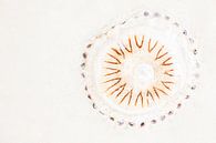 The compass jellyfish by Danny Slijfer Natuurfotografie thumbnail