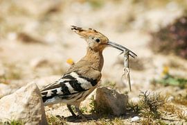 The delights of the white-fronted hoopoe by Alain Gaymard
