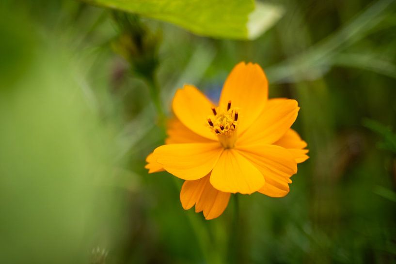 Flower by Bastiaan van Esch