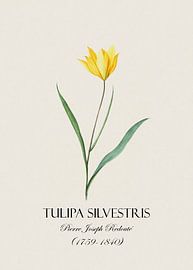 Redoute Tulpe von Andrea Haase