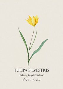 Redoute Tulpe