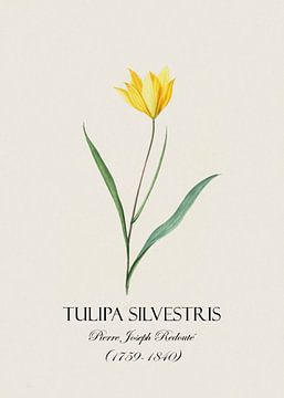 Redoute Tulpe von Andrea Haase