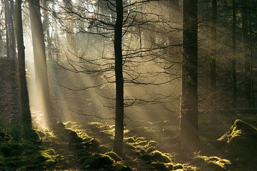 Zonnestralen in het donkere bos