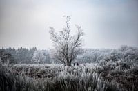 Winterse rijp