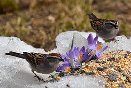 Birds in the garden in spring by Claude Laprise