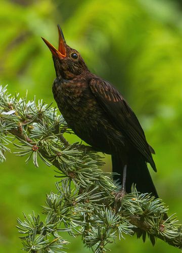 Le merle juvénile est en colère