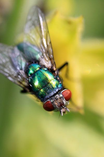 Groene vlieg par Jolanta Mayerberg