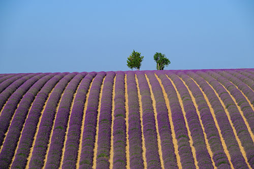 Lavendel in bloei tijdens de zomer in de Provence