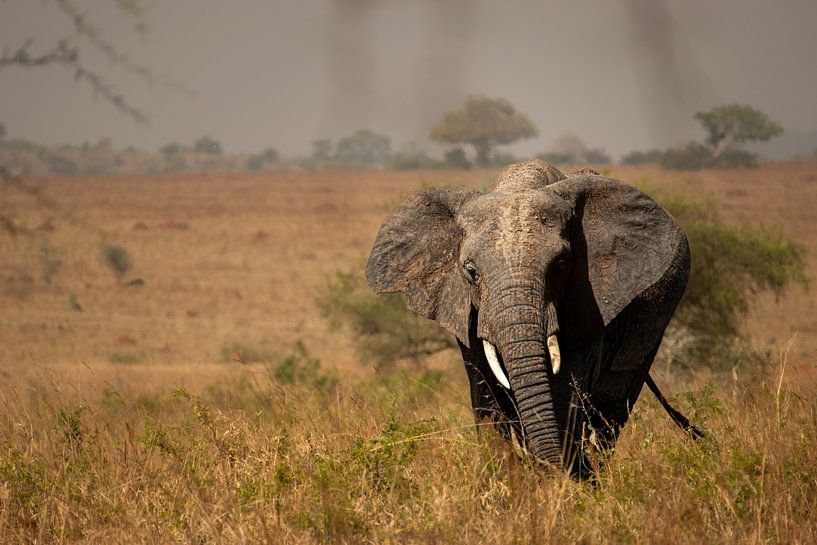 Timeless rhythm - Elephants on the plains of Uganda by Rick Massar