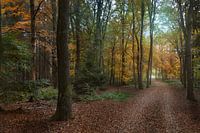Autumn in the forest
