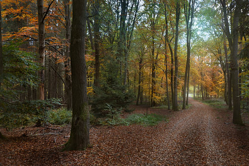 Autumn in the forest