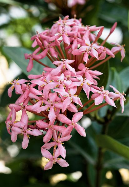 Fleur tropicale en pleine floraison au Laos par Frank Photos