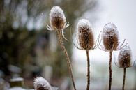 ijzel winter by Janna-Jacoba van der Laag thumbnail