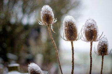 ijzel winter by Janna-Jacoba van der Laag