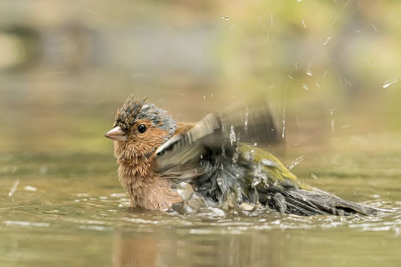Vink van Hennie Zeij