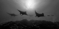 Manta Mania!