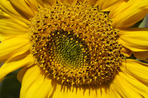 Zonnebloem