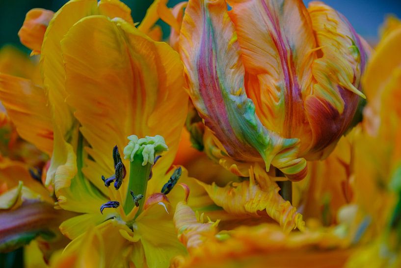 Wilde tulp van Jellie van Althuis