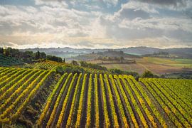 Vineyards landscape in Castellina in Chianti, Tuscany by Stefano Orazzini