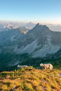 Sheep with view of the Rauhorn and the Hochvogel by Leo Schindzielorz