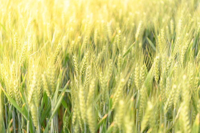 Fresh wheat plants growing in a field during springtime by Sjoerd van der Wal Photography