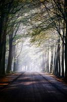 Early Morning