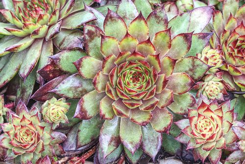 Succulente Sempervivum colorée