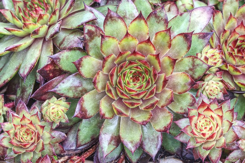 Bunte Sempervivum-Sukkulente von Rini Braber