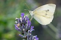 Small Cabbage White on a lavender branch