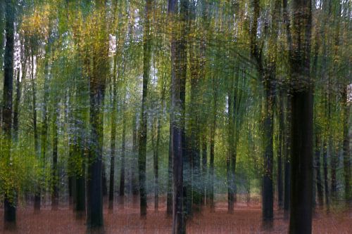 Schilderachtig bos