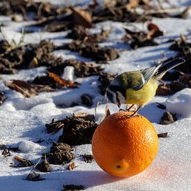 Blaumeise mit Orange von Anjo ten Kate