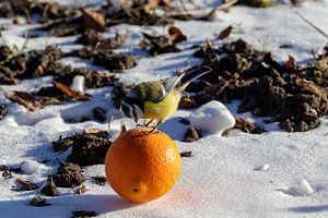 Blue tit with orange