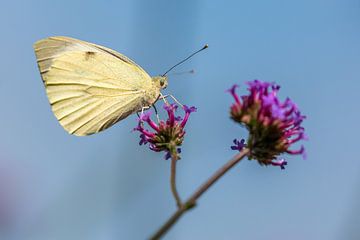witte vlinder op een verbena van Marc Goldman