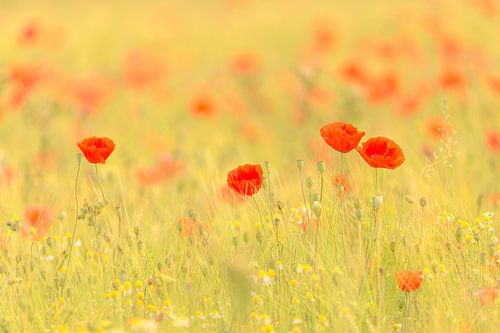Coquelicots