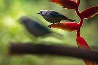 Vogels in botanische tuin Quindío van Ronne Vinkx thumbnail