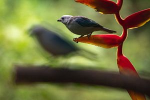 Vögel im botanischen Garten von Quindío von Ronne Vinkx