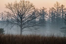 Planken Wambuis part 148