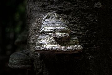 Der Waldbewohner von Robert Vierdag