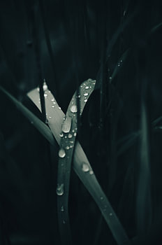Blades of grass with raindrops – macro photography