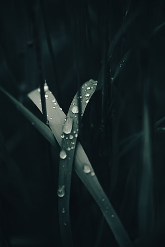 Grashalme mit Regentropfen – Makrofotografie