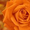 Rose - digital bearbeitet von Babetts Bildergalerie