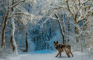 wolf in de sneeuw