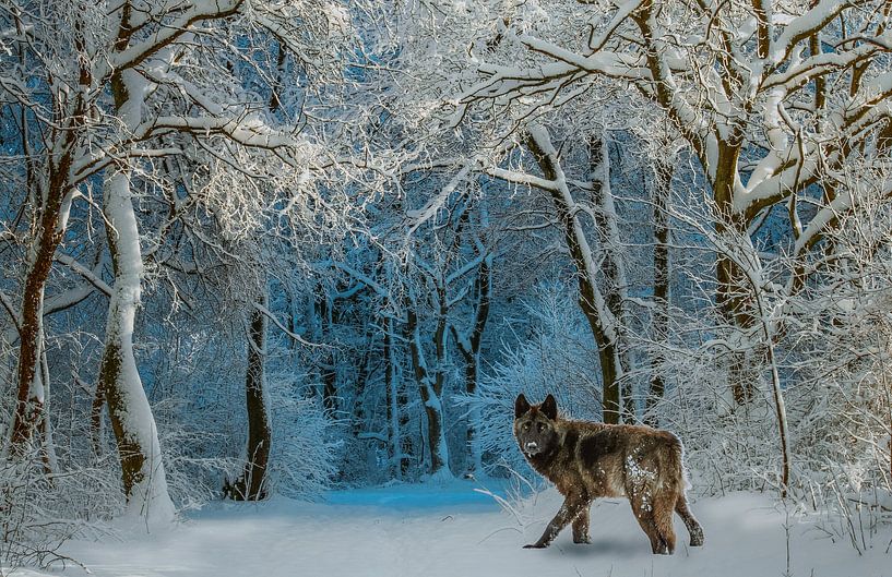 wolf in de sneeuw von HMS