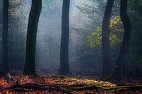Misty morning